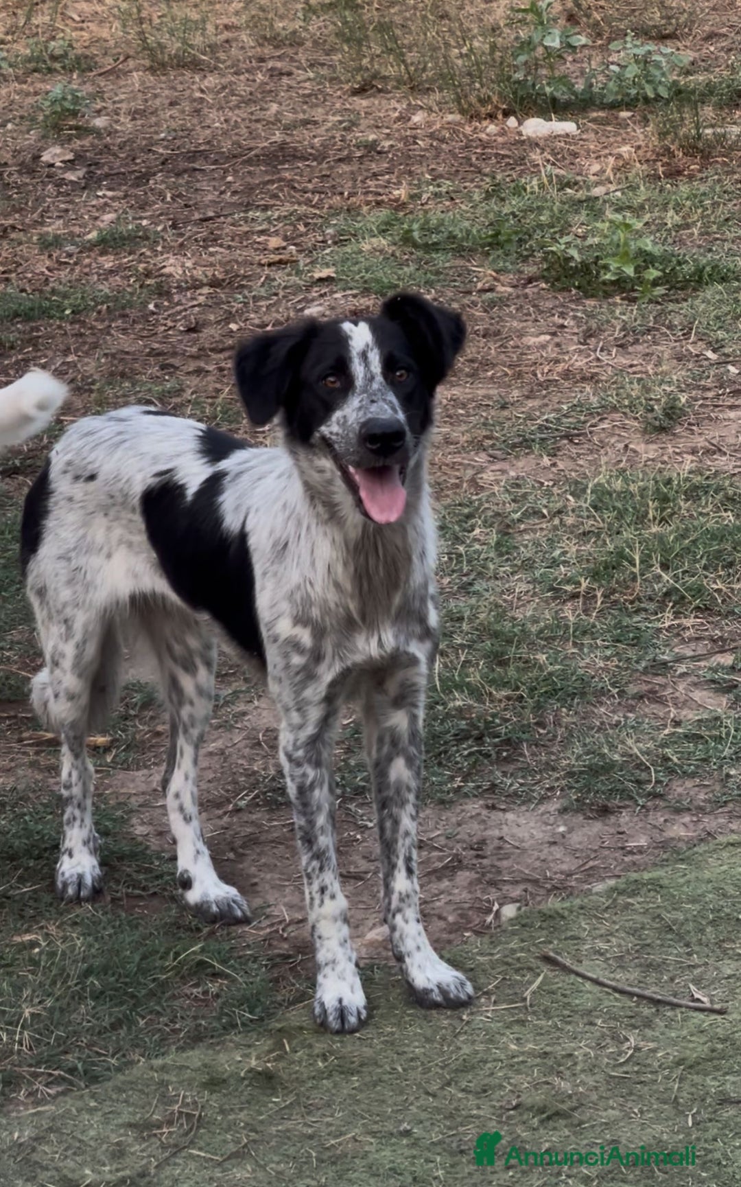 Meticcio cani in regalo: SERENA 🩷 -cucciola timida ma dolce. Datele una 🏡 - Annuncio 3