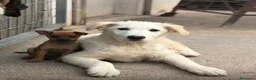 Meticcio cani in regalo: Maremmane  cucciole  a Provincia di Como - Annuncio 6