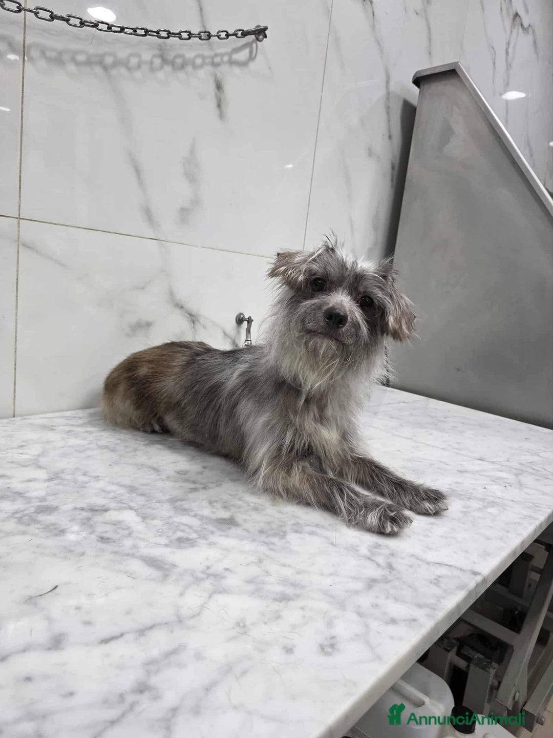 Meticcio cani in regalo: dina taglia piccola in regalo - Annuncio 2