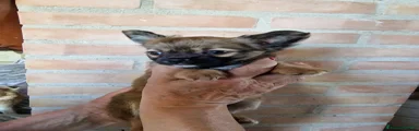 Cannella