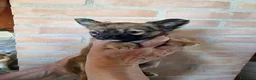 Chihuahua cani in vendita: Splendidi chihuahua fulvi genitori sani e italiani - Annuncio 13