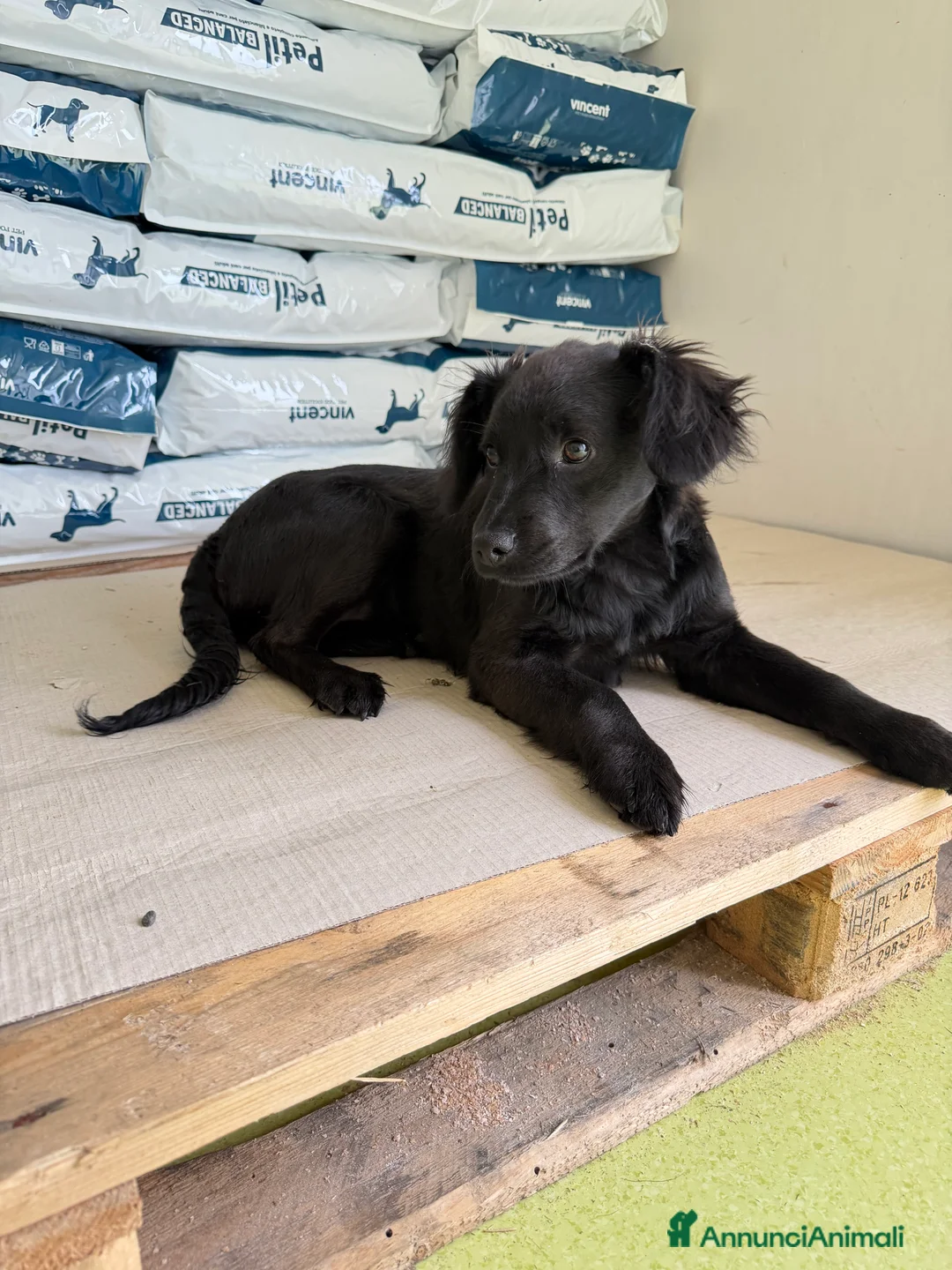 Meticcio cani in regalo: Fiona - Annuncio 4