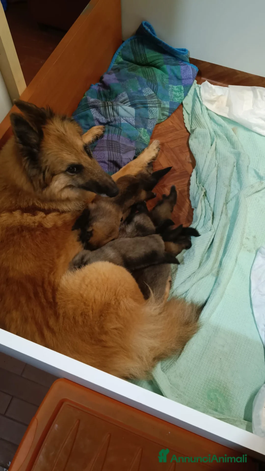 Pastore Belga cani in vendita: Ultimi tre maschietti pastore belga tervueren  - Annuncio 2