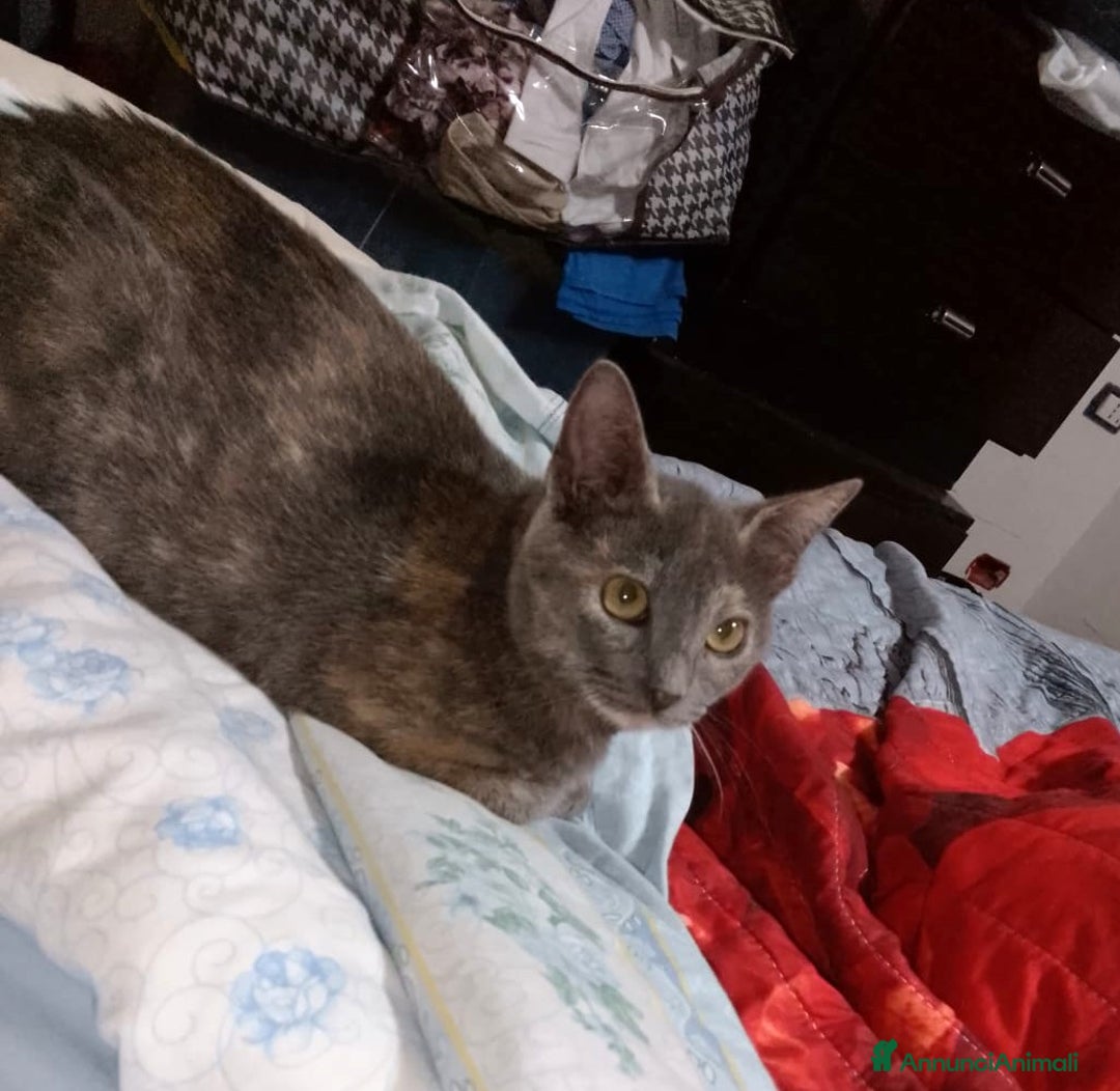 Meticcio gatti in regalo: LA DOLCISSIMA TEMPESTA - Annuncio 3