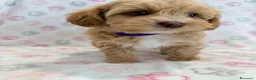 Maltipoo cani in vendita:  Bellissima cucciolata di Maltipoo F1 - Annuncio 8