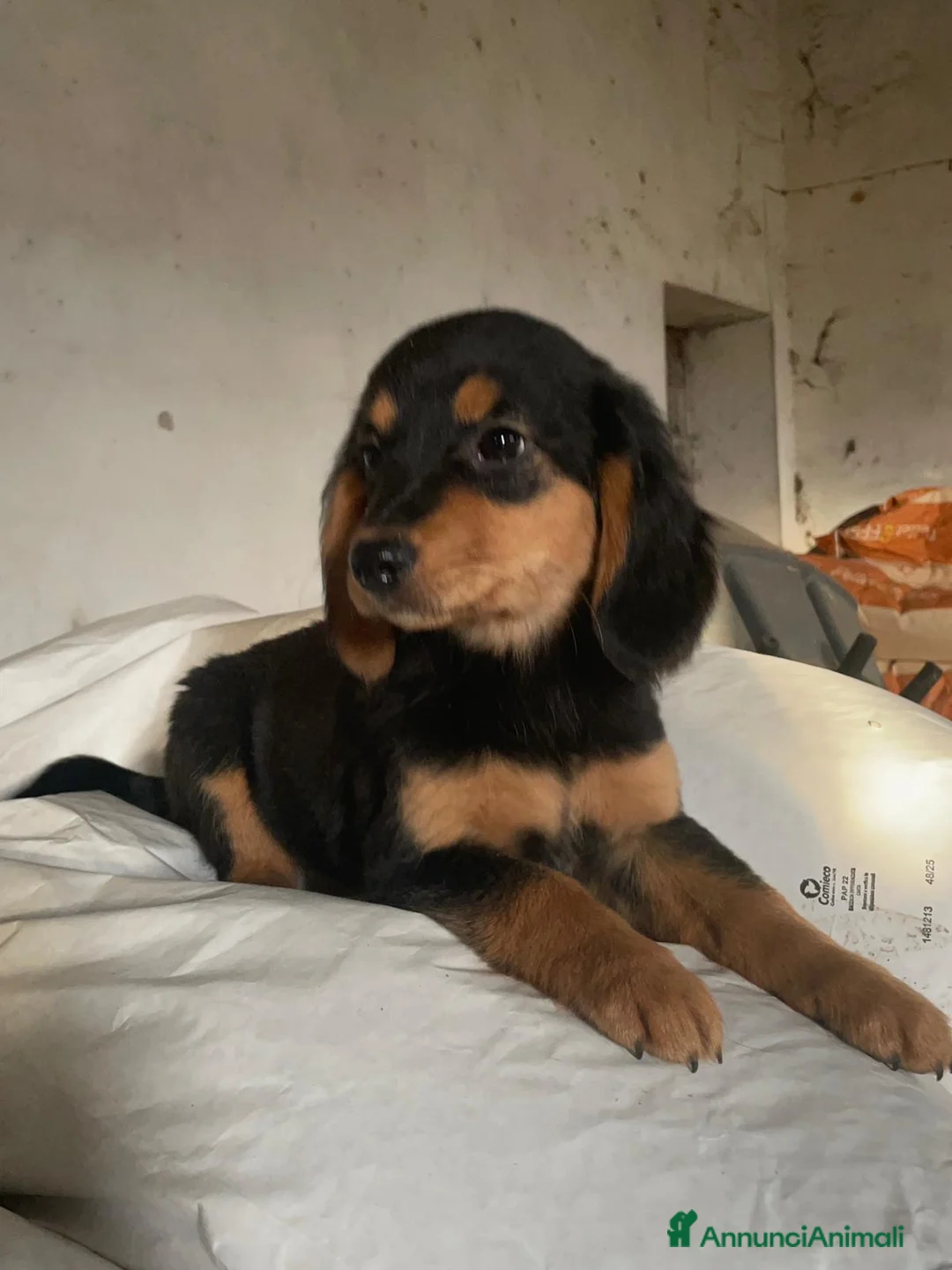 Meticcio cani in regalo: CUCCIOLE  TG medio piccola - Annuncio 3