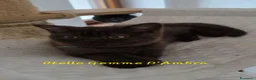 British gatti in vendita: British shorthair chocolate  - Annuncio 4