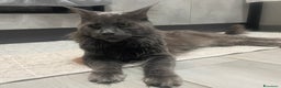 Maine Coon gatti in vendita: Mainecoon - Annuncio 11