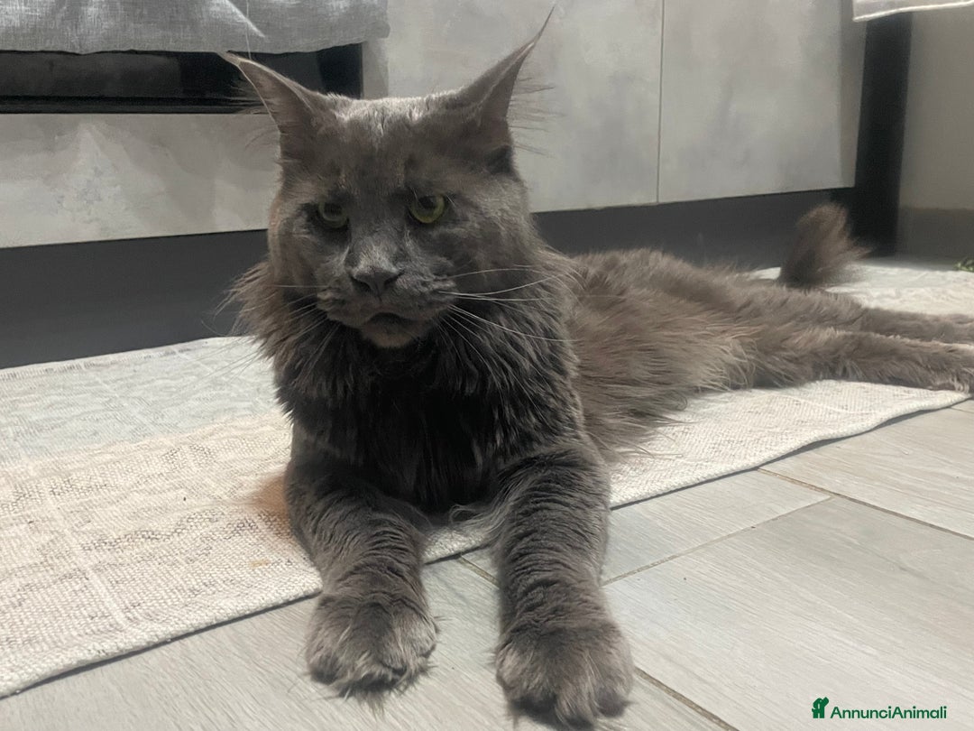 Maine Coon gatti in vendita: Mainecoon - Annuncio 11