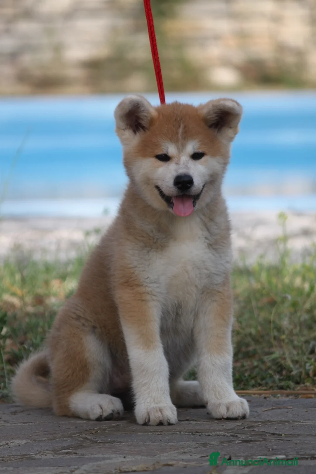 Akita Inu cani in vendita: Ultima cucciola di 6  - Annuncio 2