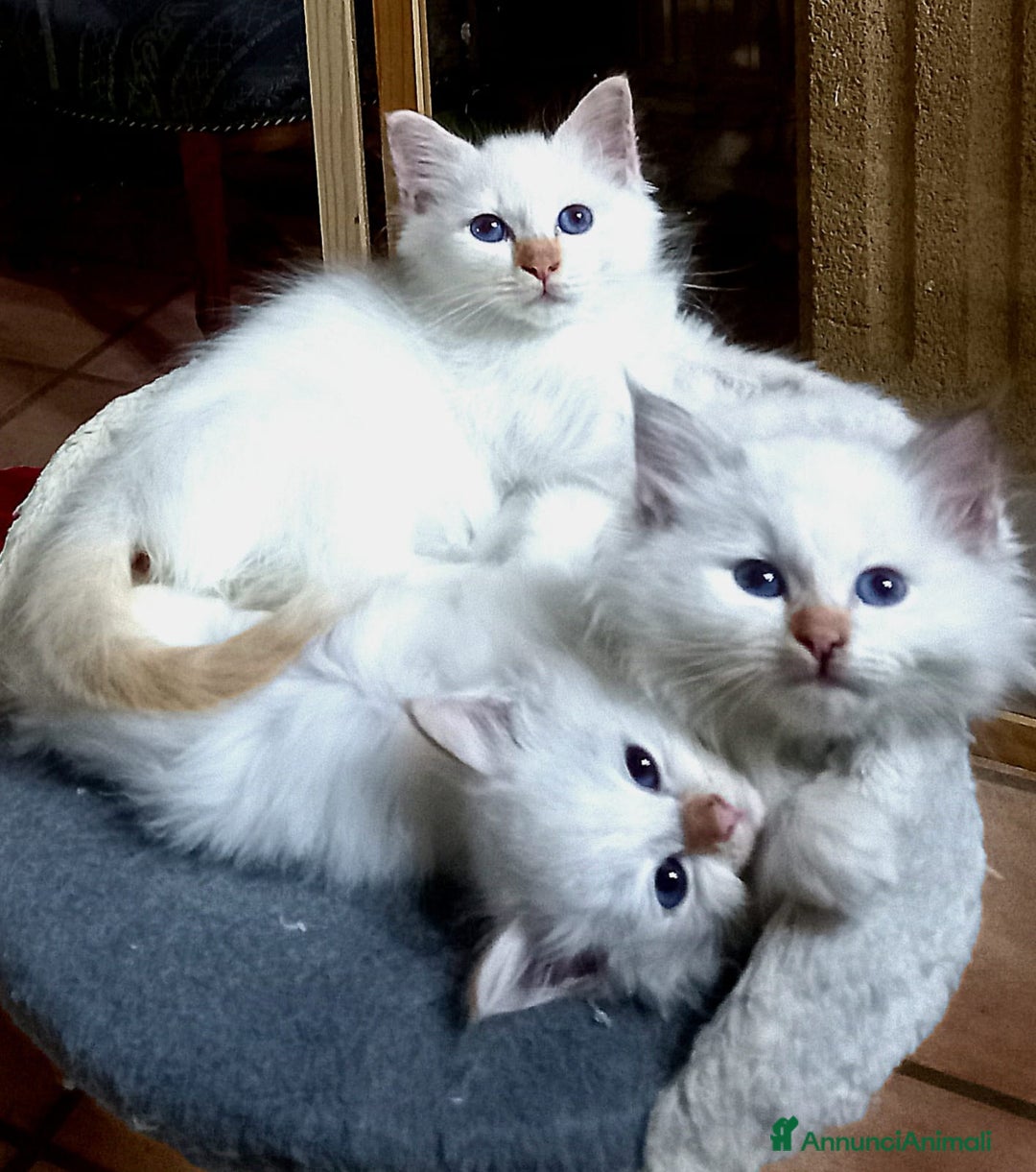 Sacro di Birmania gatti in vendita: Gattini Sacro di Birmania  - Annuncio 13