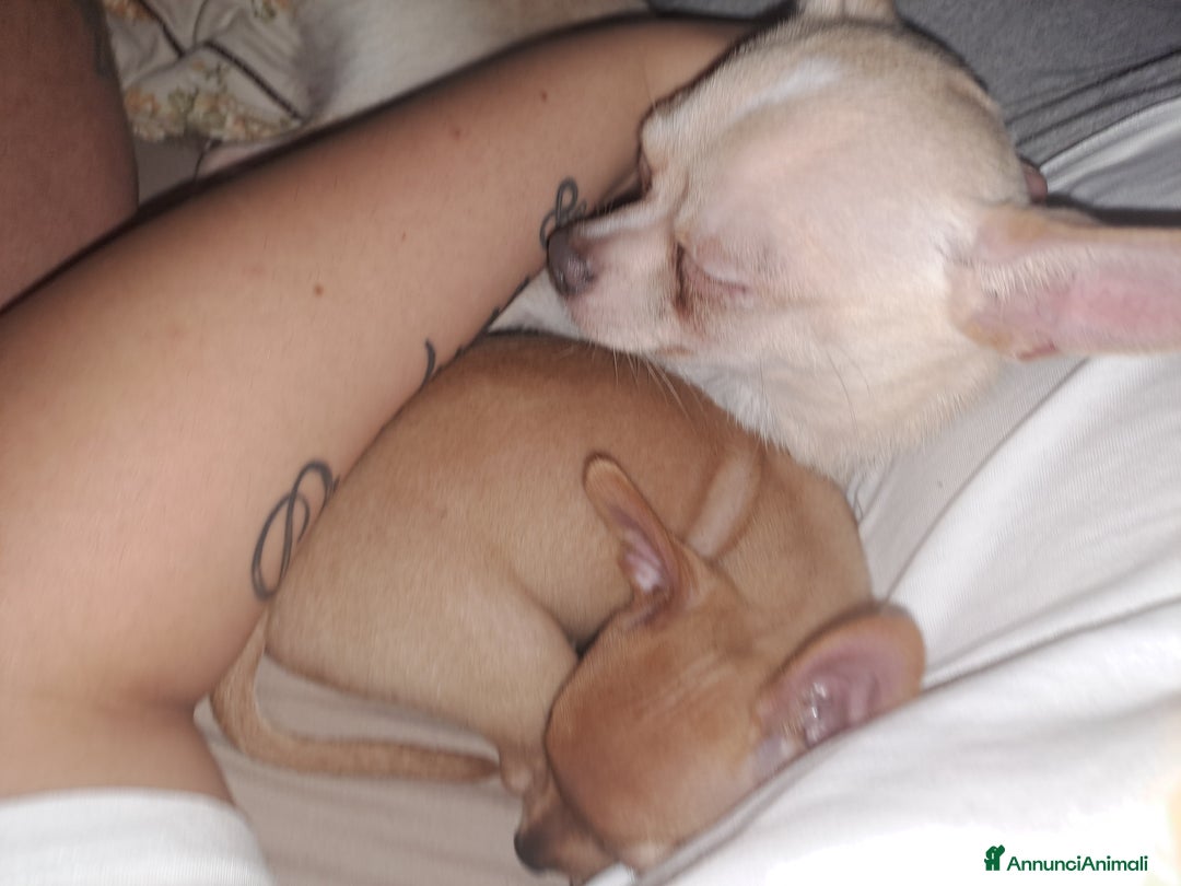 Chihuahua cani in vendita: Chihuahua 2 mesi femmina  - Annuncio 4