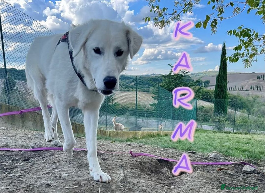 Pastore Maremmano cani in regalo: KARMA un amore di mix maremm. - Annuncio 3