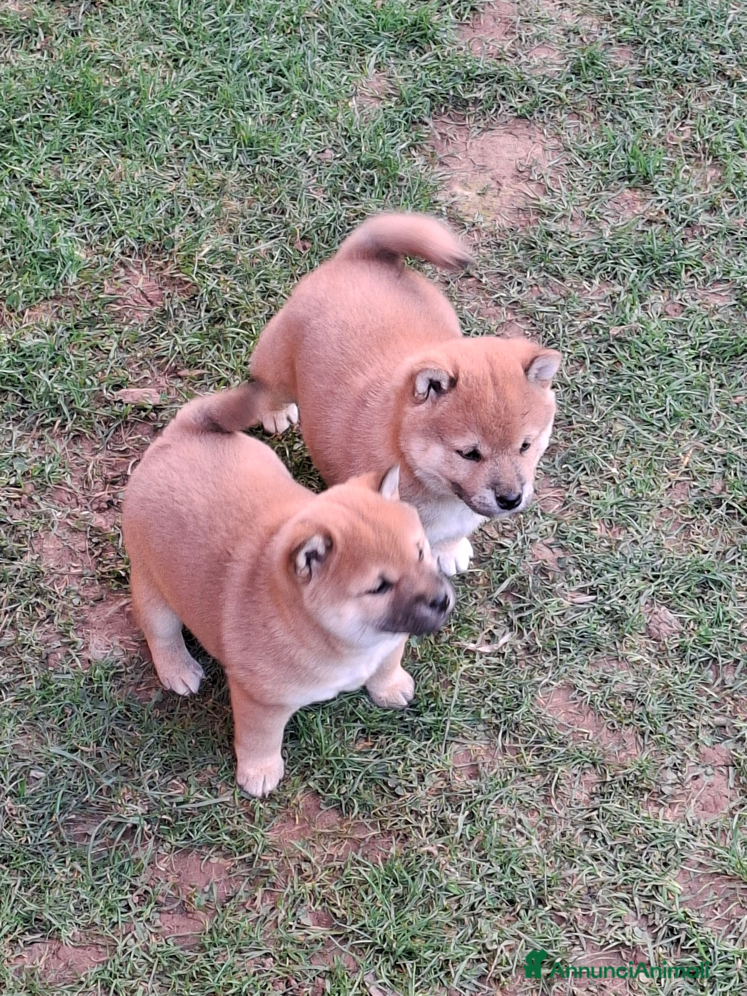 Shiba Inu cani Cuccioli Shiba Inu - Annuncio 4