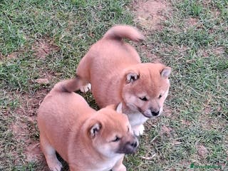 Shiba Inu cani Cuccioli Shiba Inu - Annuncio 4
