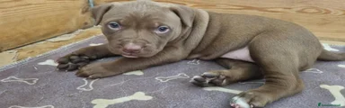 Pitbull 2