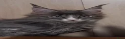 Maine Coon gatti in vendita: Femmina Maine coon con occhi impari - Annuncio 4