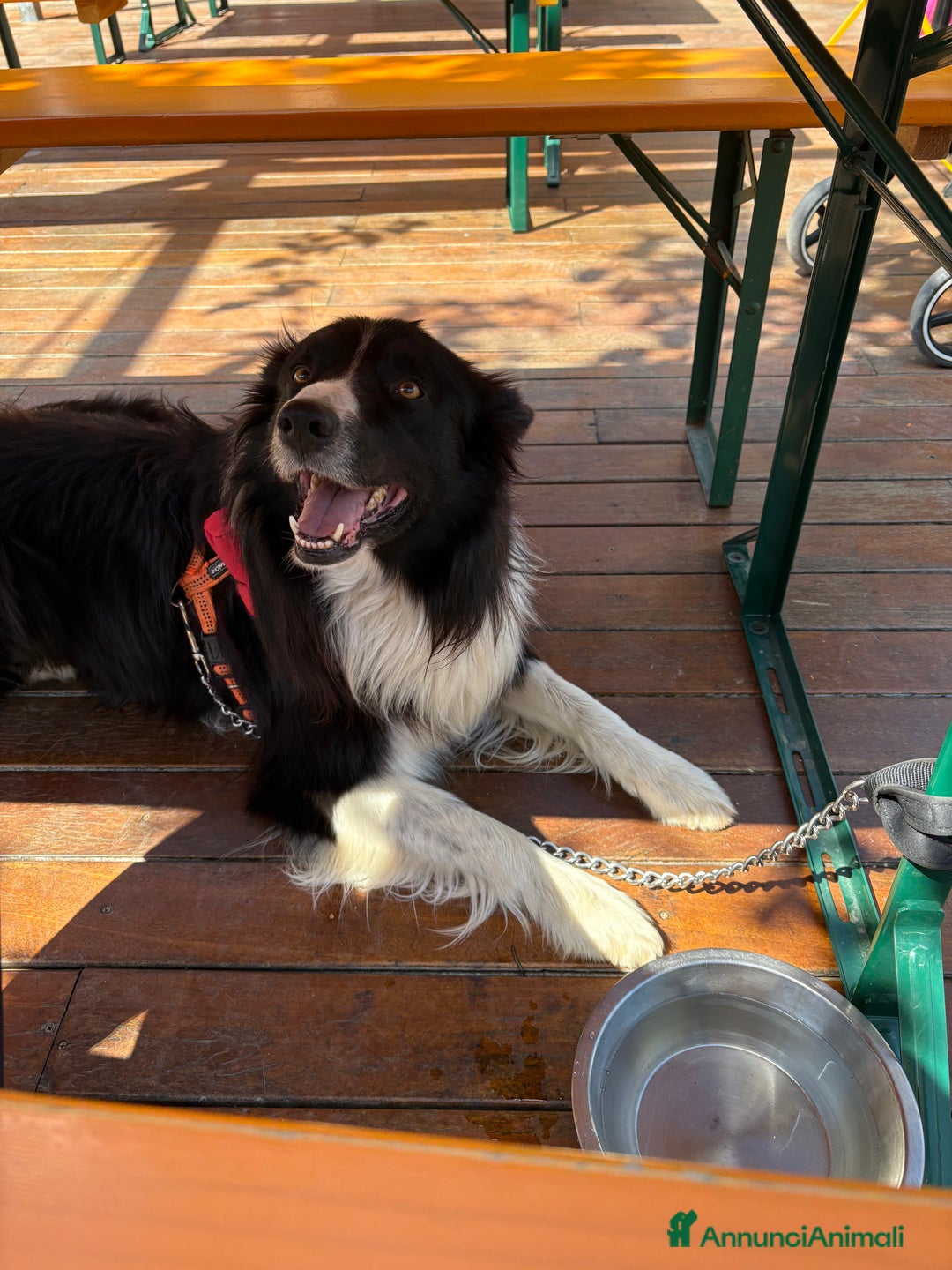 Border Collie cani per accoppiamento: Blacky cerca fidanzata ☺️🙃per i cuccioli  - Annuncio 1