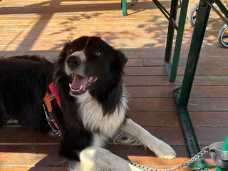 Border Collie cani Blacky cerca fidanzata ☺️🙃per i cuccioli - Annuncio 8