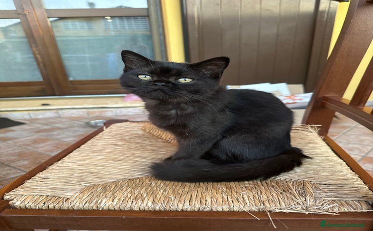 Scottish gatti a Provincia di Mantova - Annuncio 7