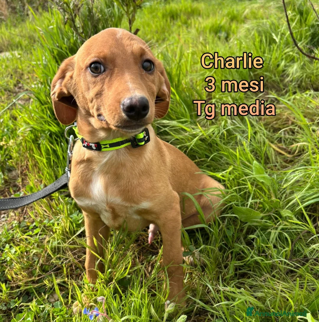 Meticcio cani in regalo: CUCCIOLI ESCLUSI E SOLI! - Annuncio 5