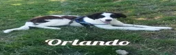 Meticcio cani in regalo: ANGELICA e ORLANDO meravigiosi! a Provincia di Bergamo - Annuncio 7