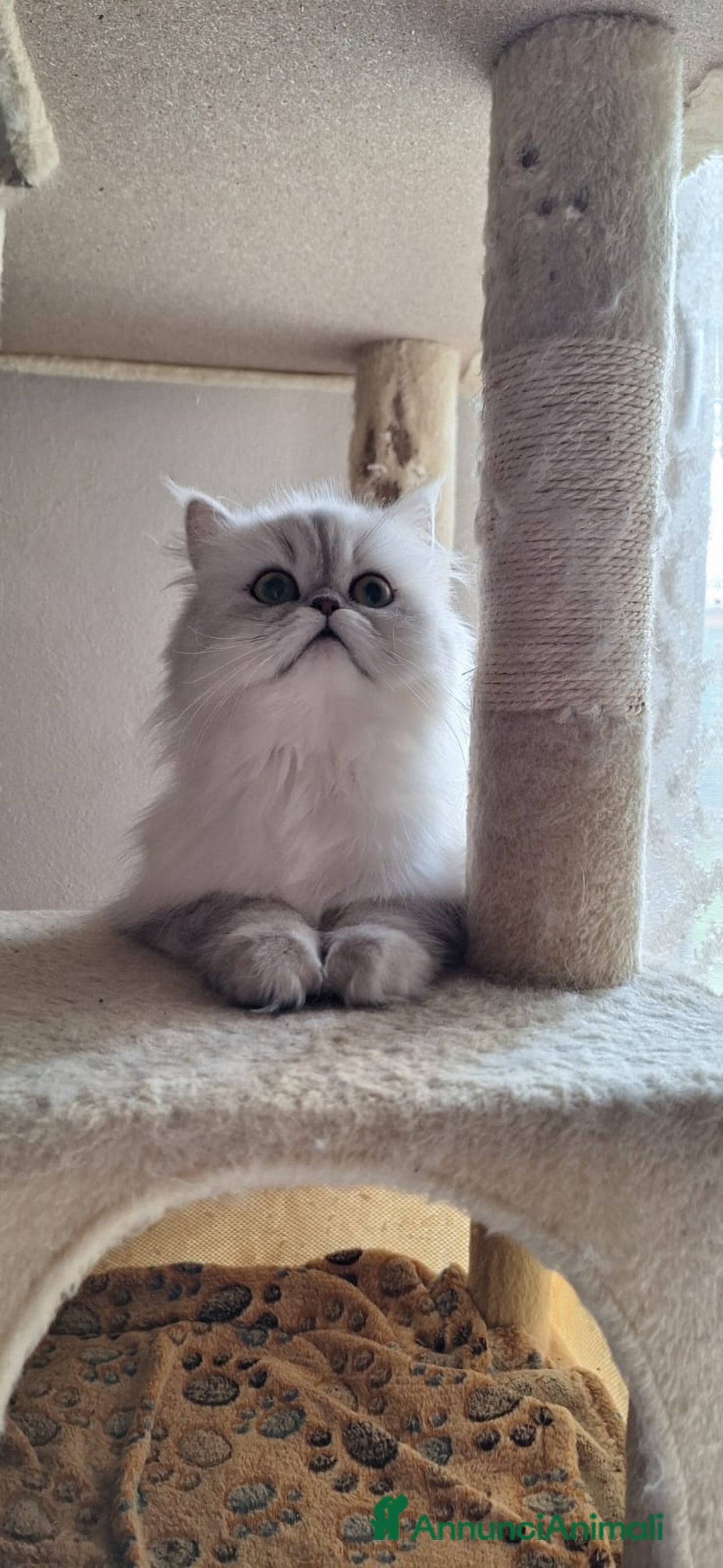 Persiano gatti in vendita: Cuccioli gatti Persiano Chinchilla Silver  - Annuncio 1