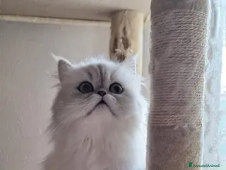 Persiano gatti Cuccioli gatti Persiano Chinchilla Silver - Annuncio 30