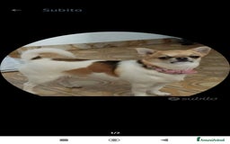 Chihuahua cani in vendita: Chihuahua  a Provincia di Ferrara - Immagine 1