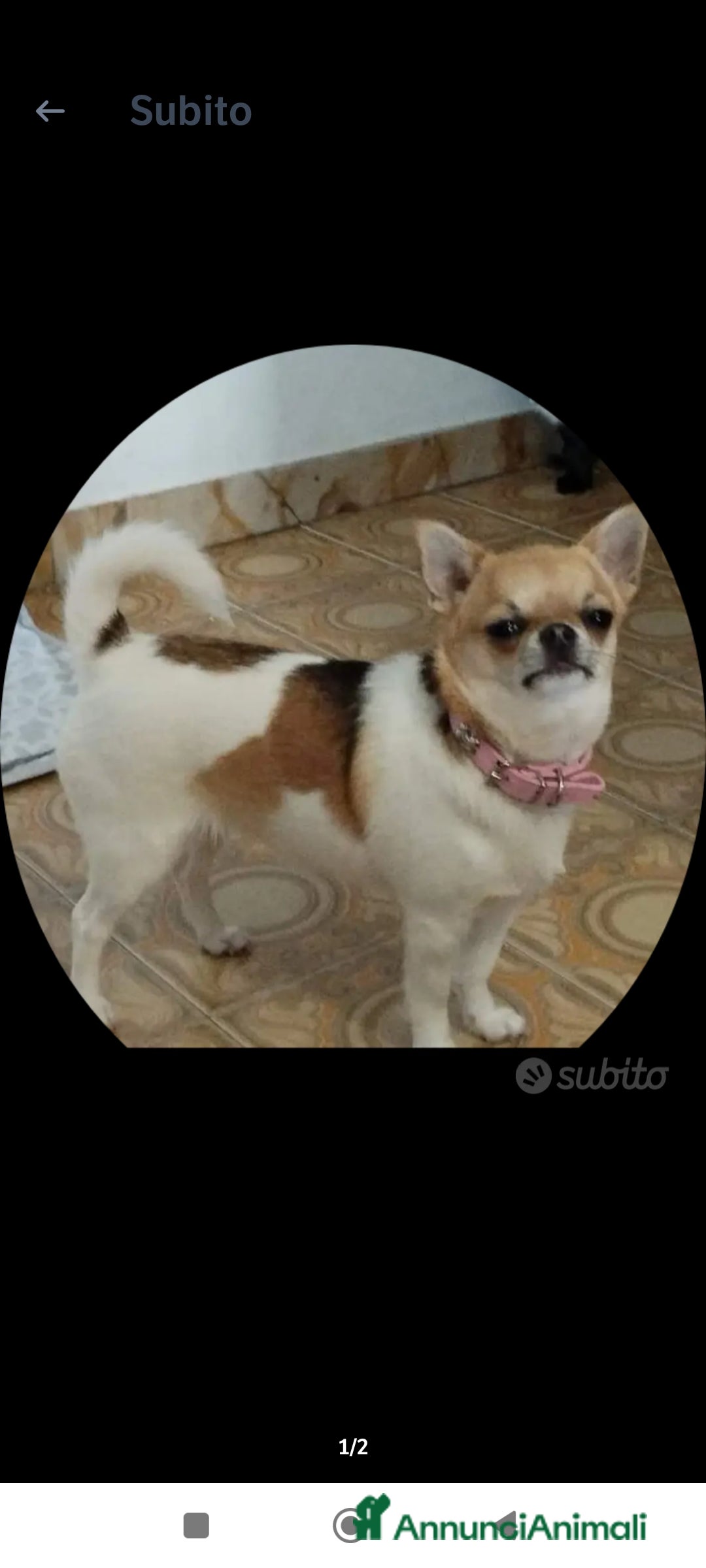 Chihuahua cani in vendita: Chihuahua  a Provincia di Ferrara - Immagine 1