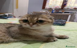 Scottish gatti in vendita: Scottish Fold - Immagine 4