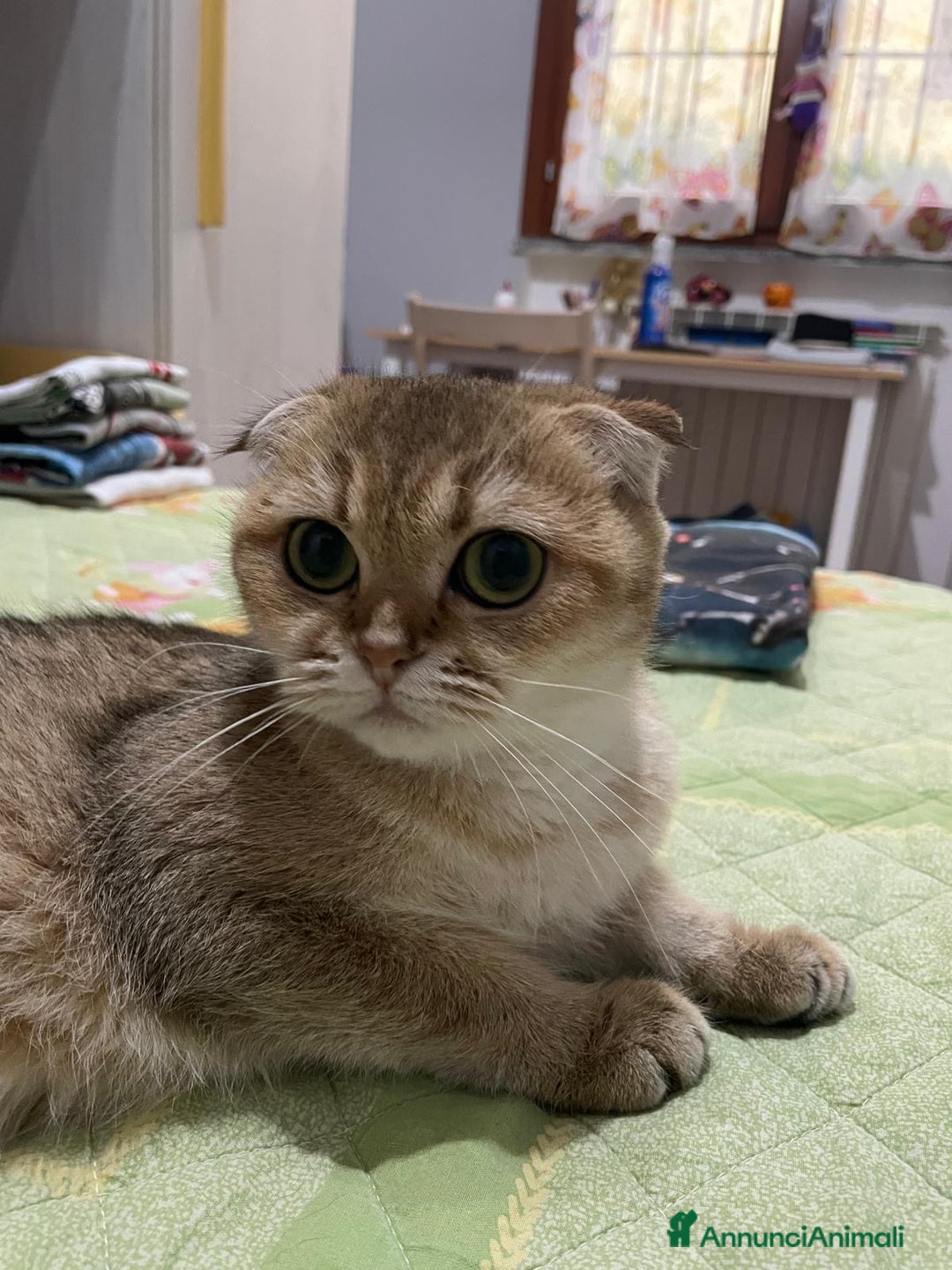 Scottish gatti in vendita: Scottish Fold - Immagine 4