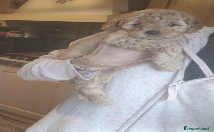 Barboncino cani - Annuncio 5