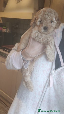 Barboncino cani - Annuncio 5