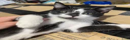 Europeo gatti in regalo: Gattini stupendi 🤩  - Annuncio 8