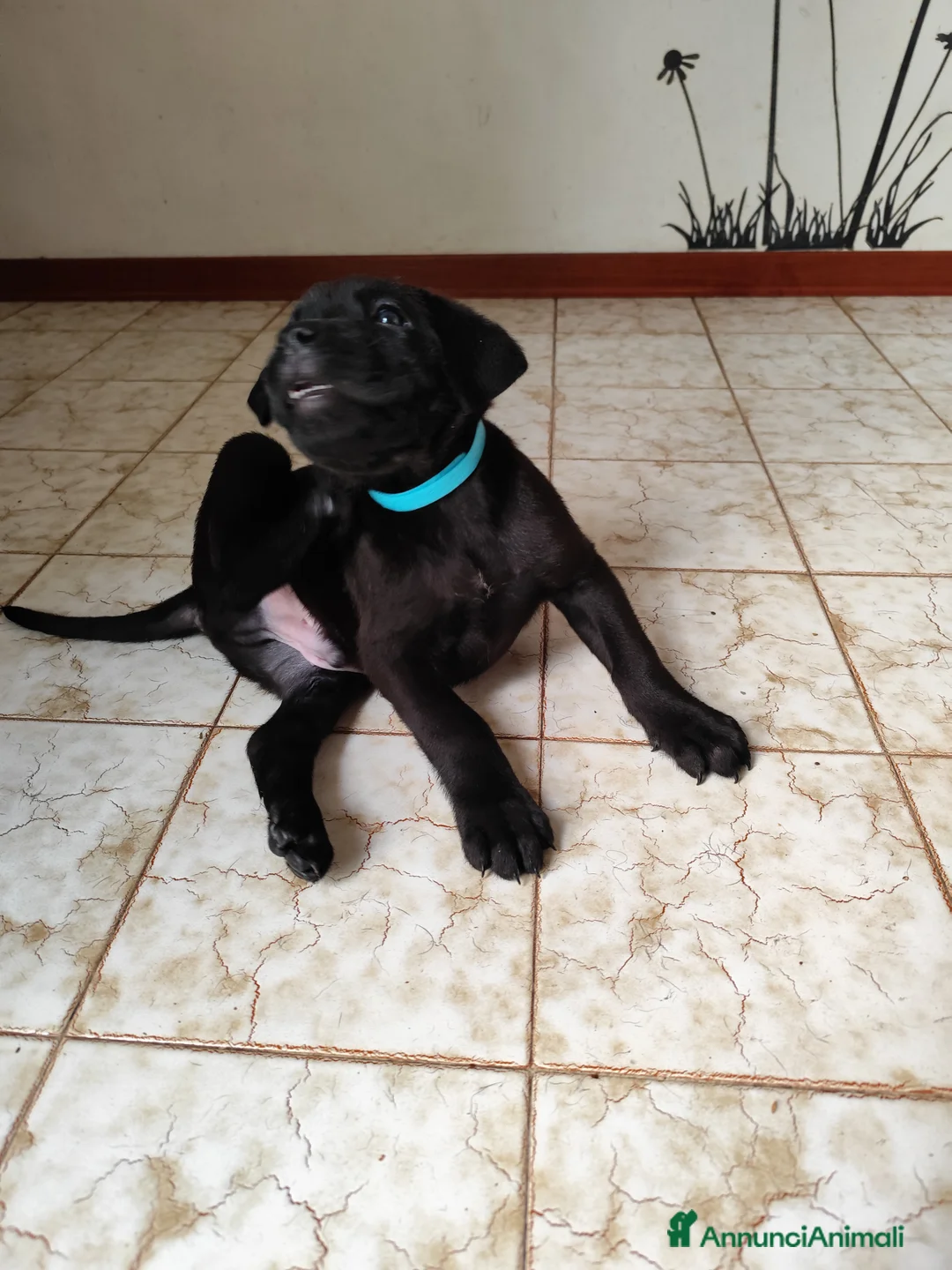 Cane Corso cani in vendita: Ultimo cucciolo  - Annuncio 6
