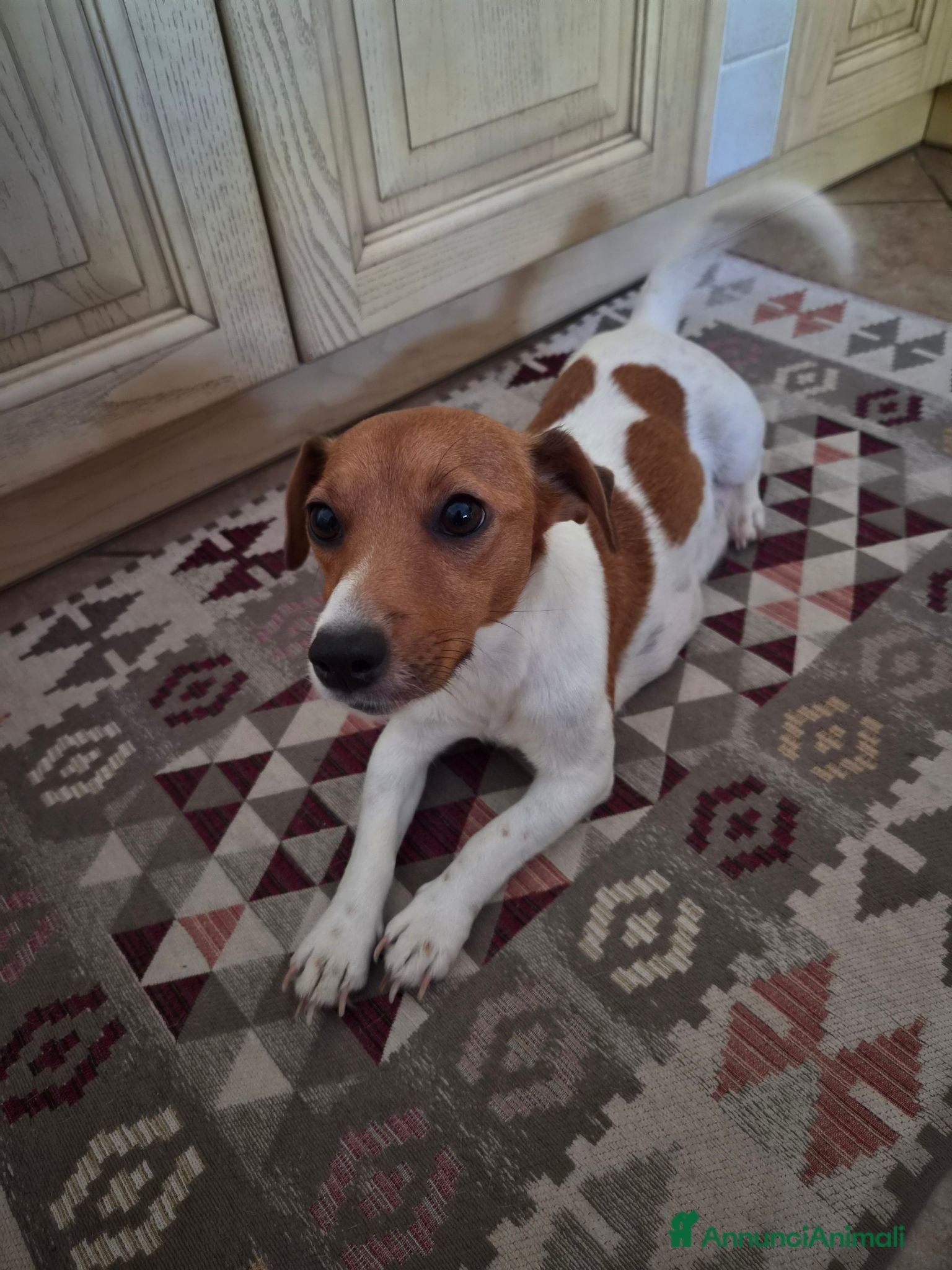 Jack Russell cani Disponibili cuccioli jack russel  - Annuncio 1