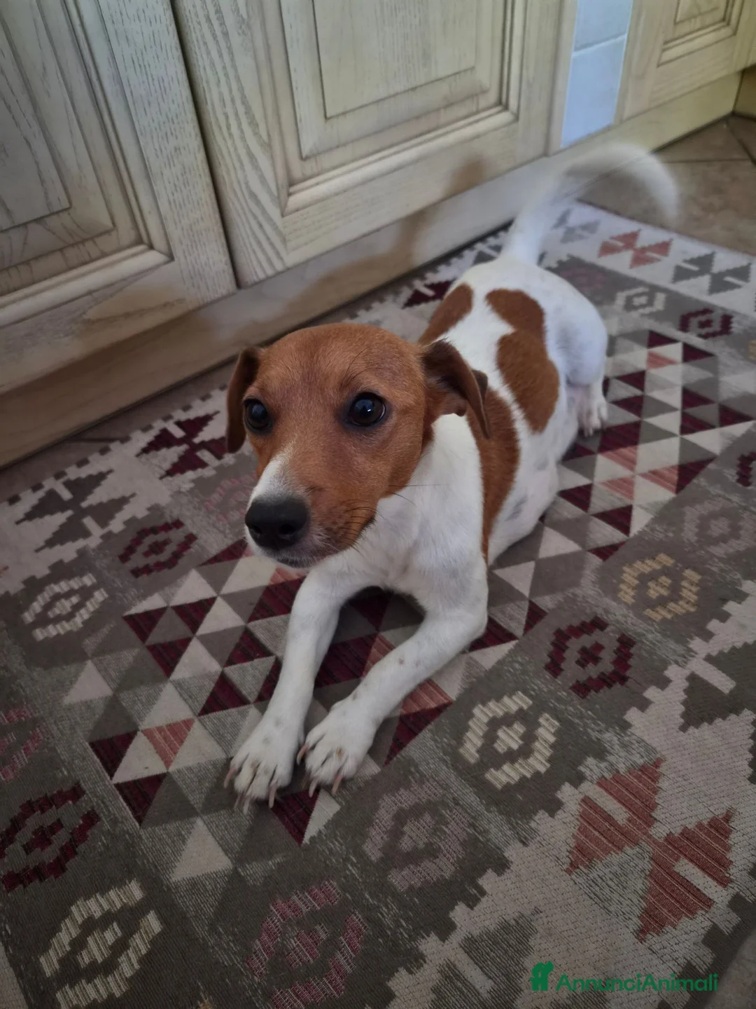 Jack Russell cani in vendita: Disponibili cuccioli jack russel  a Provincia di Ravenna - Annuncio 1