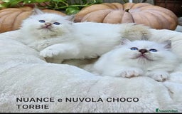 Sacro di Birmania gatti in vendita: Gattini Sacro di Birmania  - Immagine 3