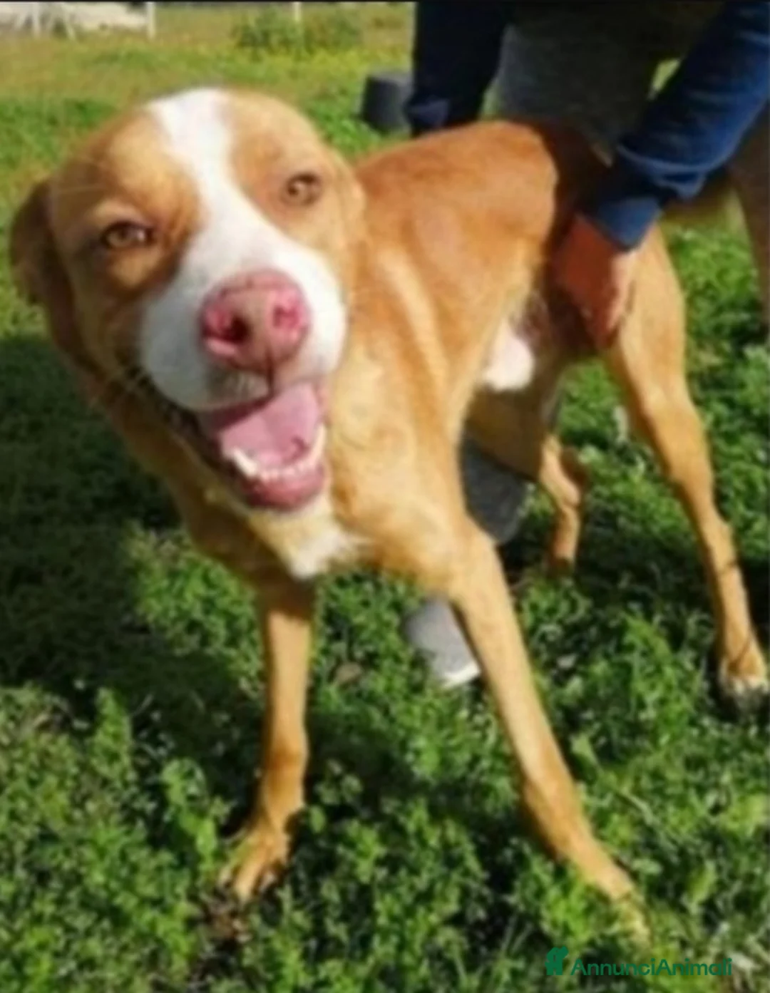 Meticcio cani in regalo: Dennis adulto da anni in 1pessimo canile.CALABRIA a Città metropolitana di Milano - Annuncio 1