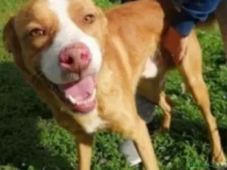 Meticcio cani Dennis adulto da anni in 1pessimo canile.CALABRIA a Città metropolitana di Milano - Annuncio 27