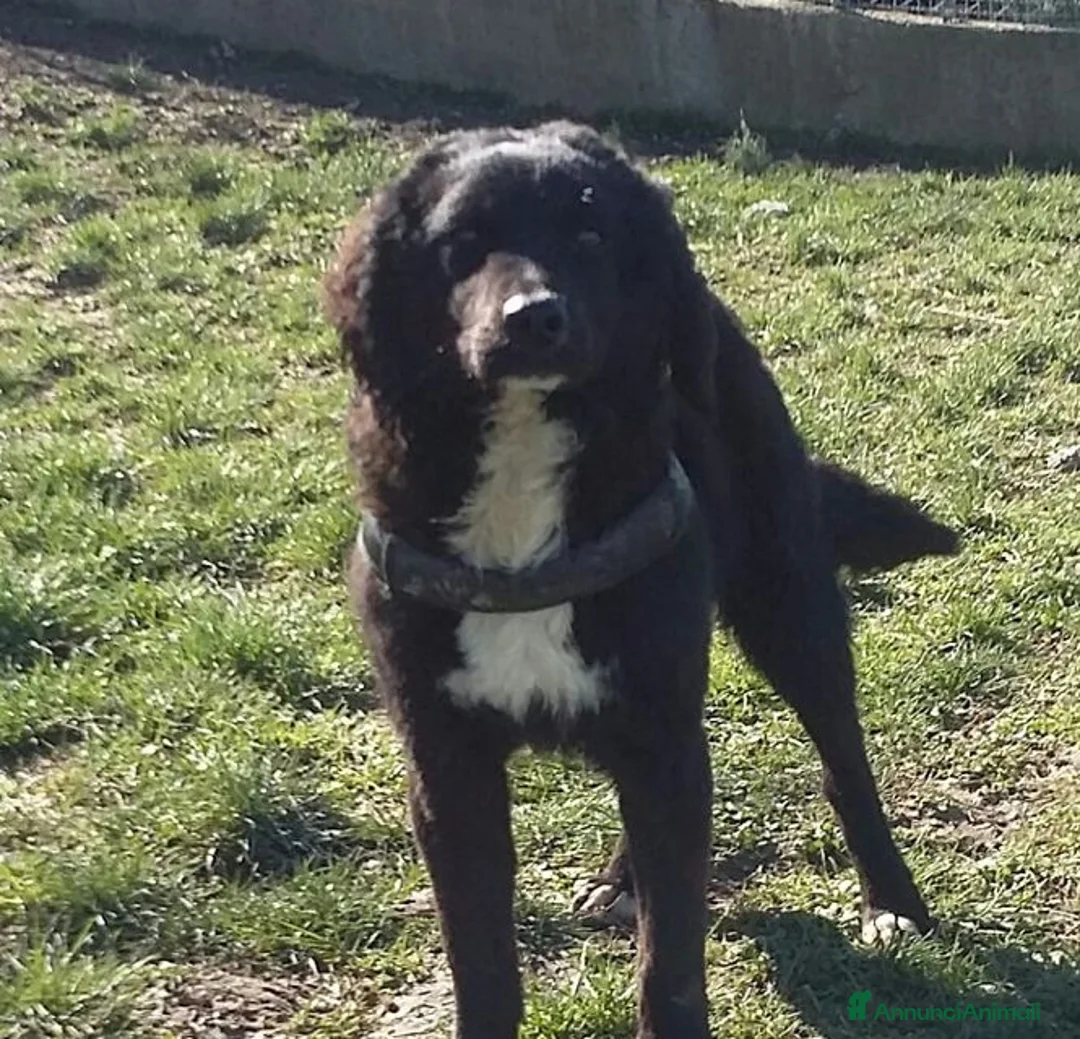 Meticcio cani in regalo: RICCIOLINO mite e tranquillo a Città Metropolitana di Torino - Annuncio 1