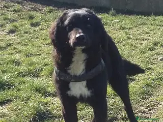 Meticcio cani RICCIOLINO mite e tranquillo - Annuncio 14