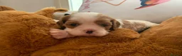 Cavalier King cani in vendita: Cuccioli di Cavalier King con Affisso ENCI  - Annuncio 8