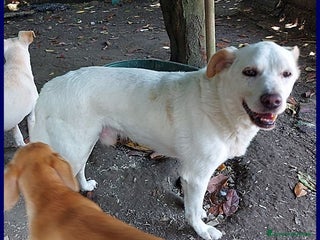 Meticcio cani BILLY fa da nonnino ai cuccioli!Cerca anche lui! - Annuncio 15