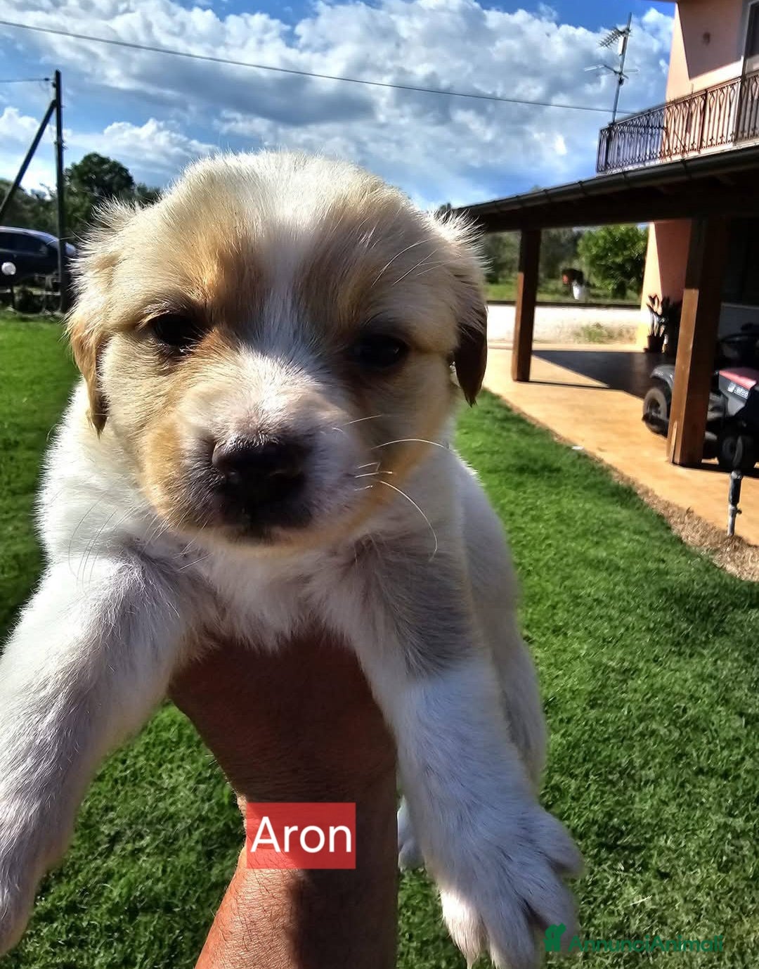 Meticcio cani in regalo: Cuccioli di taglia media piccola  - Annuncio 3