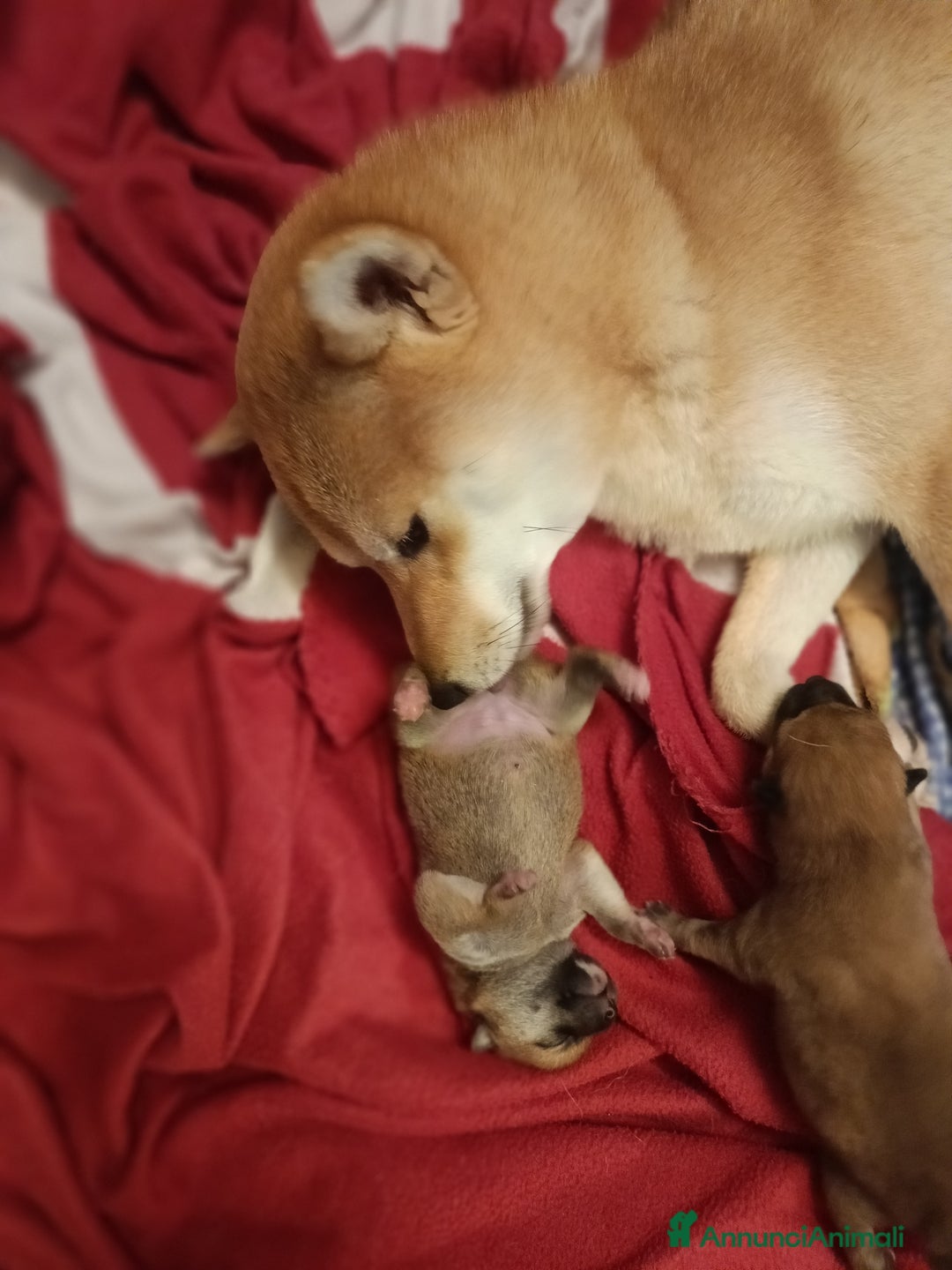 Shiba Inu cani in vendita: Vendo meravigliosa cucciolata di Shiba  - Annuncio 8