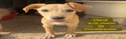 Meticcio cani in regalo: Cuccioli invisibili da salvare  a Provincia di Pistoia - Annuncio 12