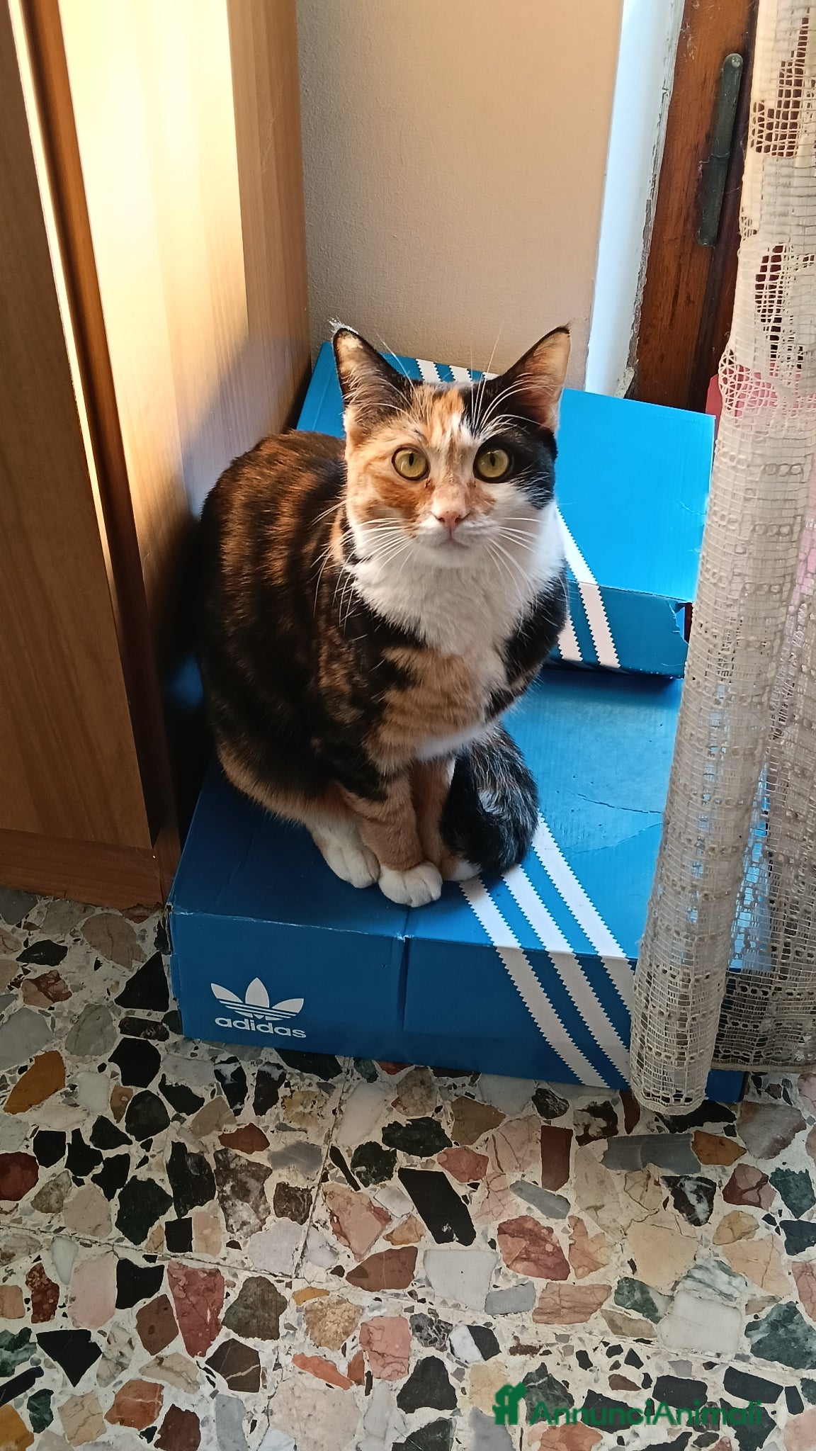 Meticcio gatti gatta europea (meticcia) tricolore a pelo corto - Annuncio 1