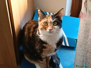 Meticcio gatti gatta europea (meticcia) tricolore a pelo corto - Annuncio 3